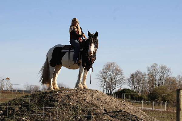 trail-riding-western-pleasure-gypsy-vanner-horse