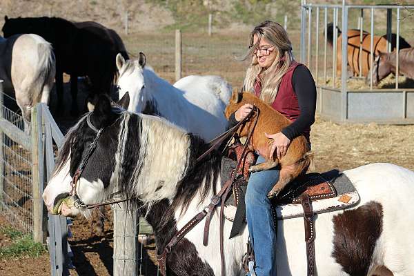 piebald-trail-riding-western-pleasure-horse