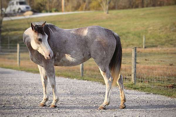 arena-quarter-horse