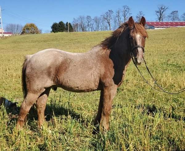 driving-team-gelding