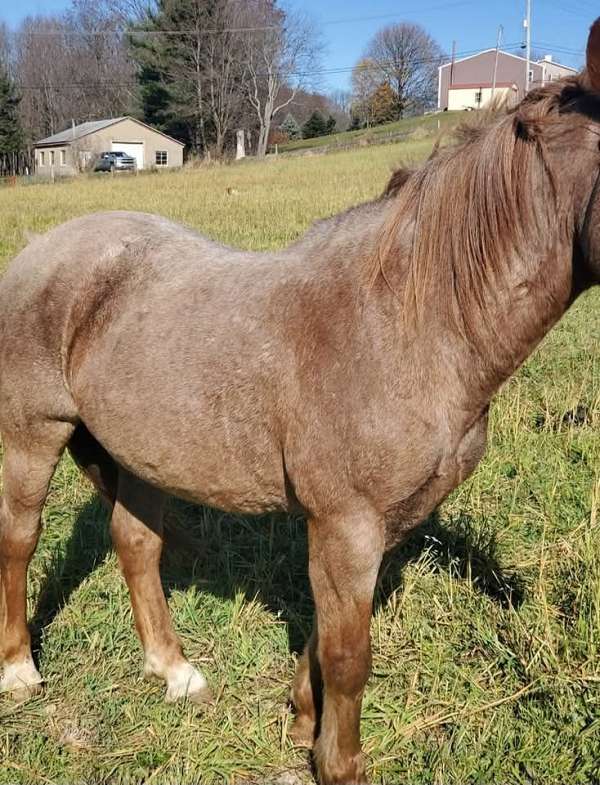 wagon-rides-gelding