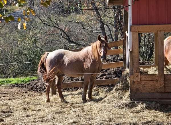 around-horse