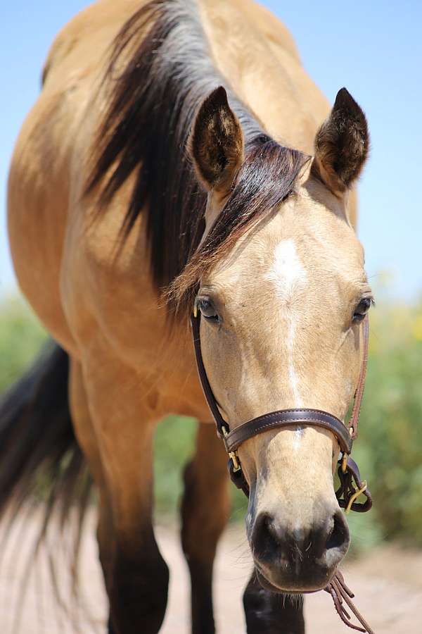 and-ranch-quarter-horse