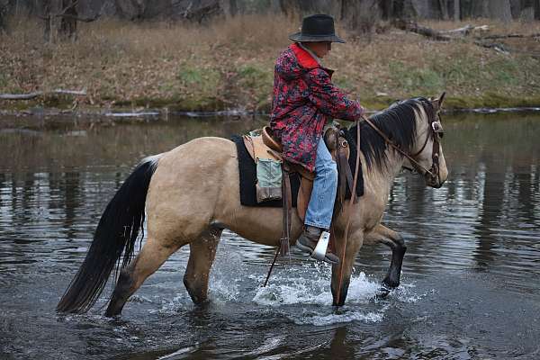 attitude-quarter-horse