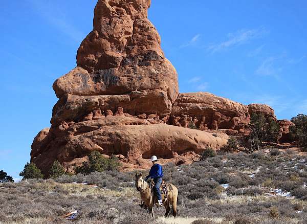 around-quarter-horse