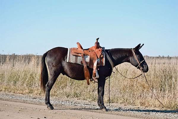 trail-riding-working-gelding