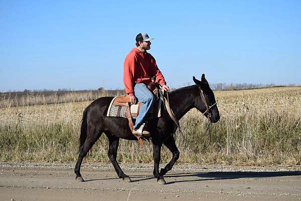 trail-riding-working-horse