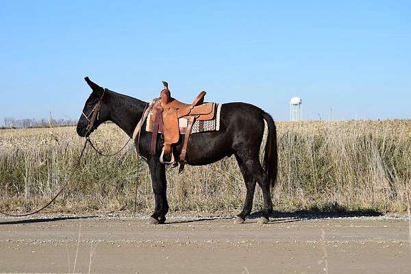 black-trail-riding-working-horse