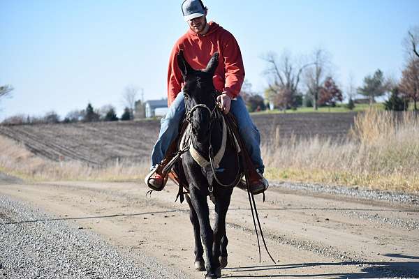 trail-riding-working