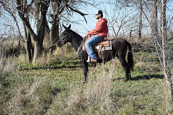 black-gelding-for-sale