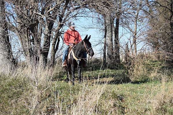 black-mule-gelding