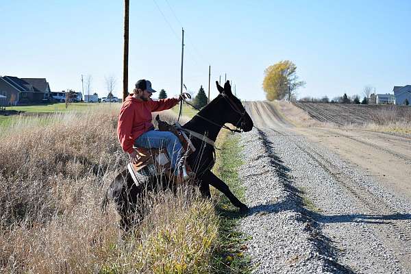 13-hand-mule-gelding