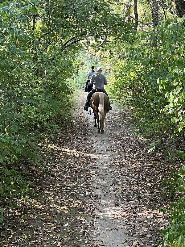 ranch-quarter-horse