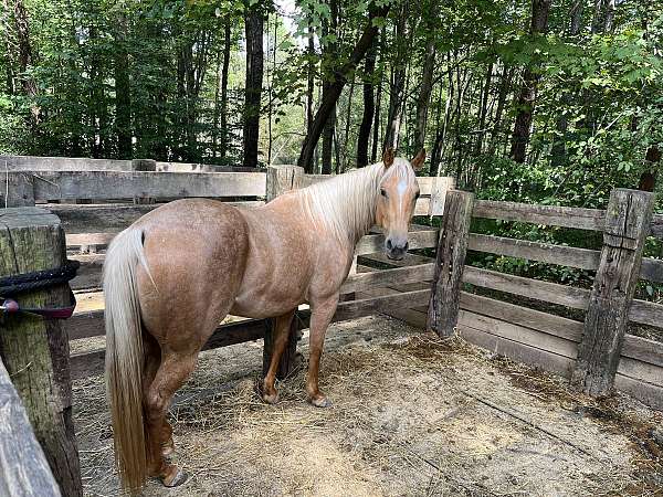 ranch-versatility-quarter-horse