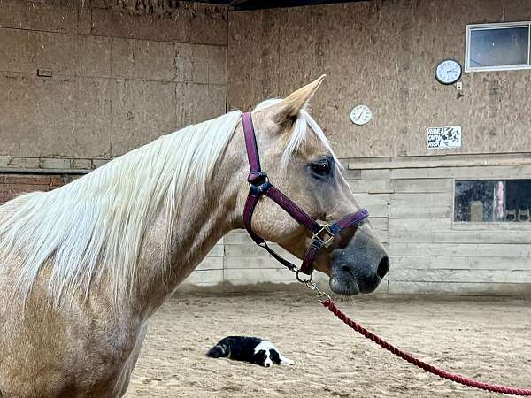 palomino-athletic-horse