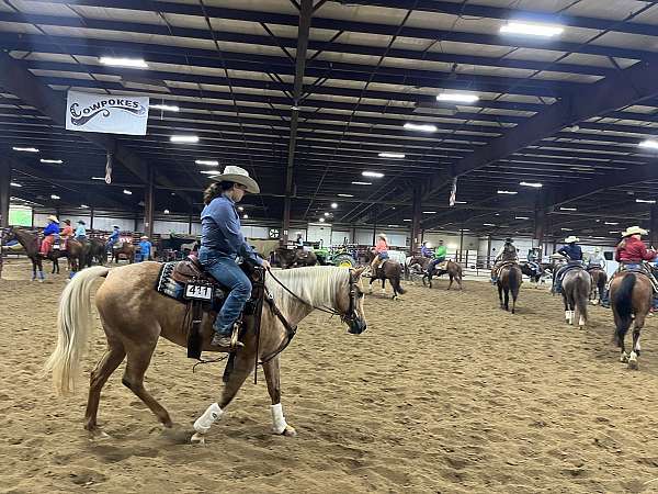 palomino-quarter-horse-mare