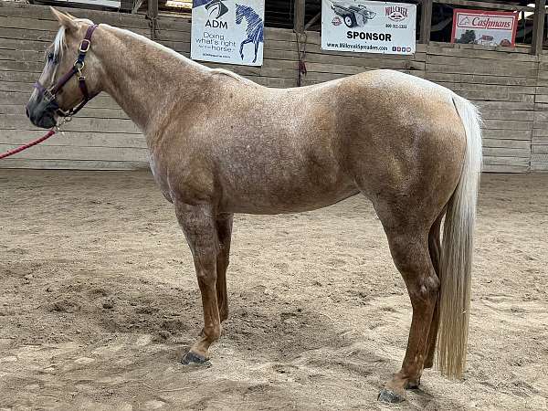 palomino-all-around-horse