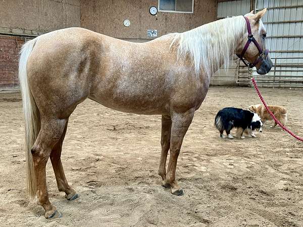 palomino-ranch-horse