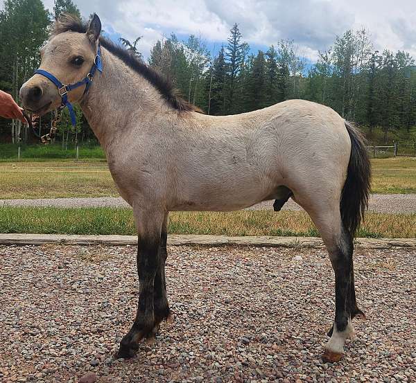 sporthorse-welsh-cob-horse