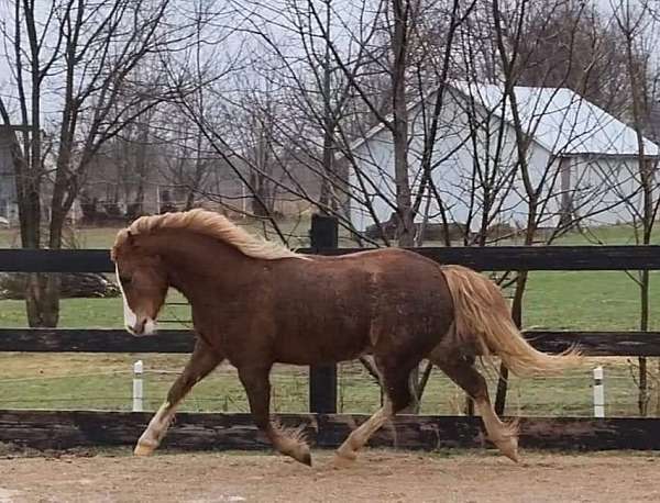 age-welsh-cob-horse