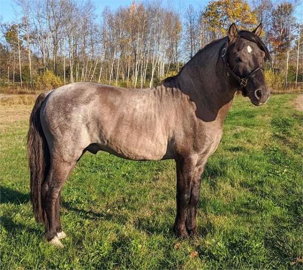 all-welsh-cob-horse