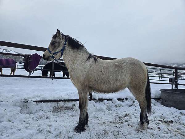 sporthorse-welsh-cob-horse