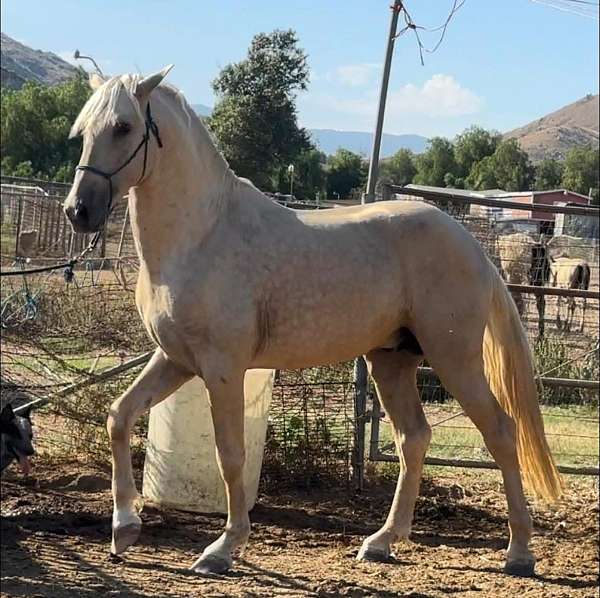 andalusian-colt