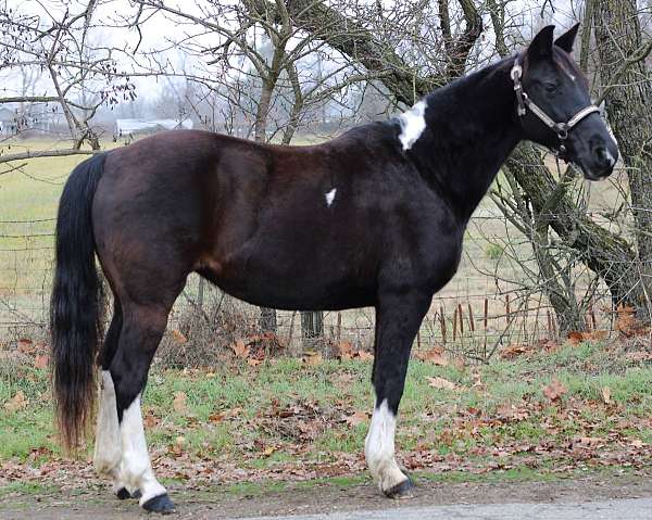 pinto-black-white-horse