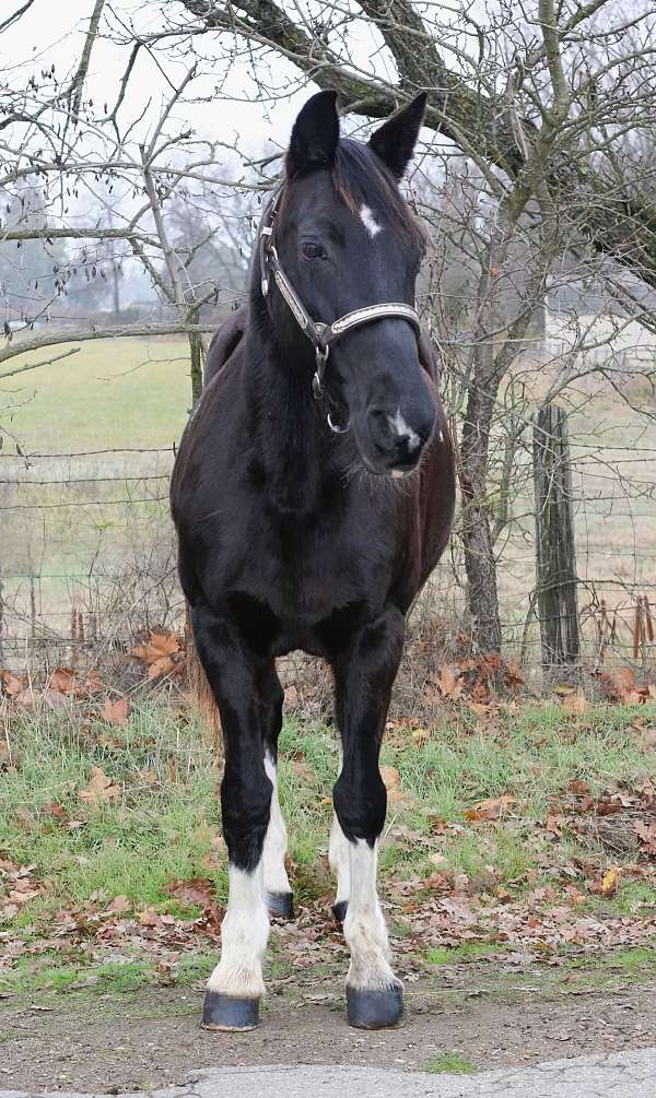 all-around-missouri-fox-trotter-horse