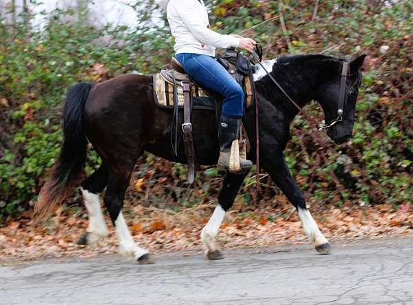 husband-safe-missouri-fox-trotter-horse