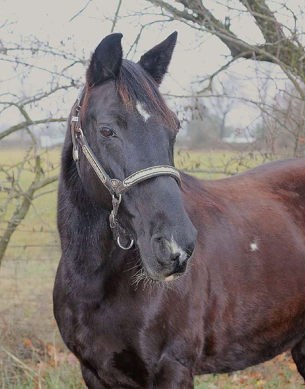 gaited-missouri-fox-trotter-horse