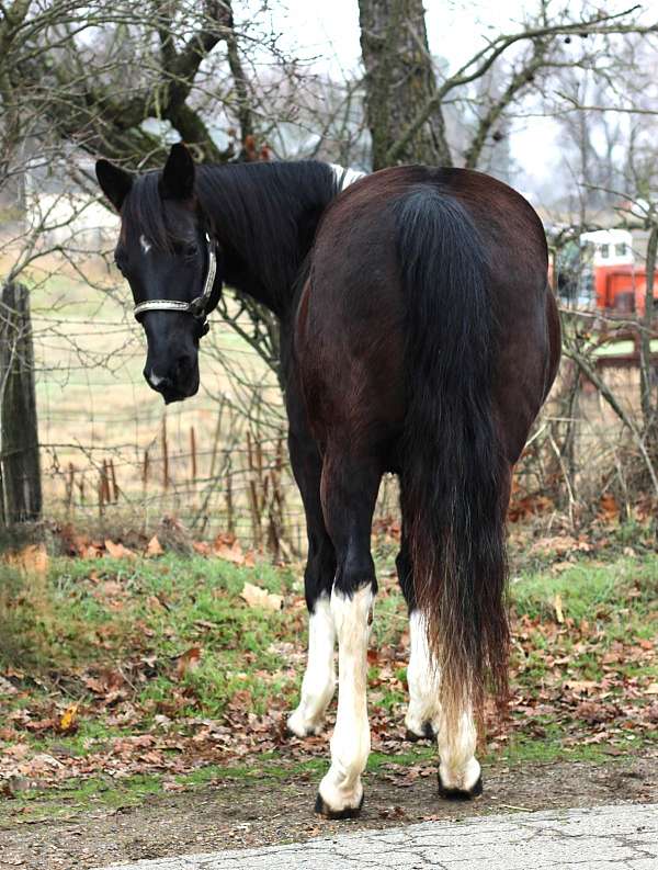 gymkhana-missouri-fox-trotter-horse