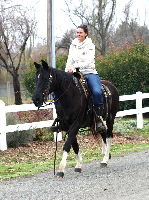 kid-safe-missouri-fox-trotter-horse