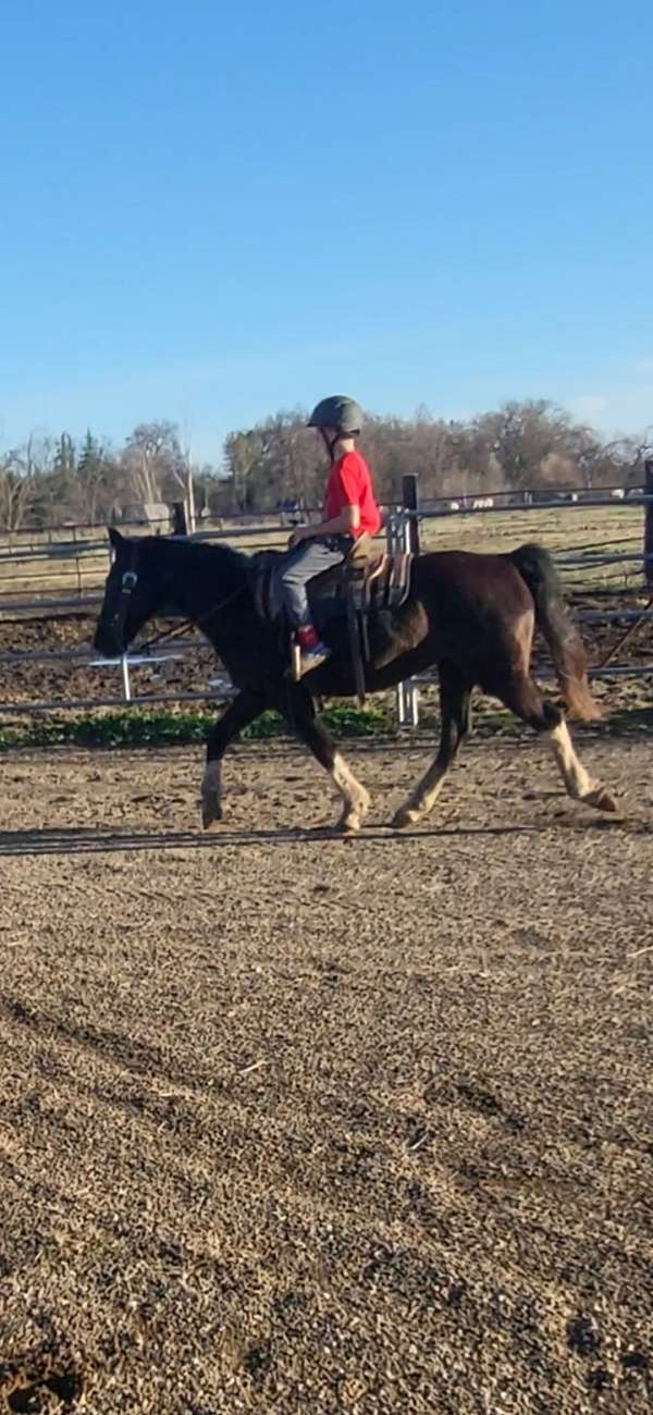 pleasure-driving-missouri-fox-trotter-horse