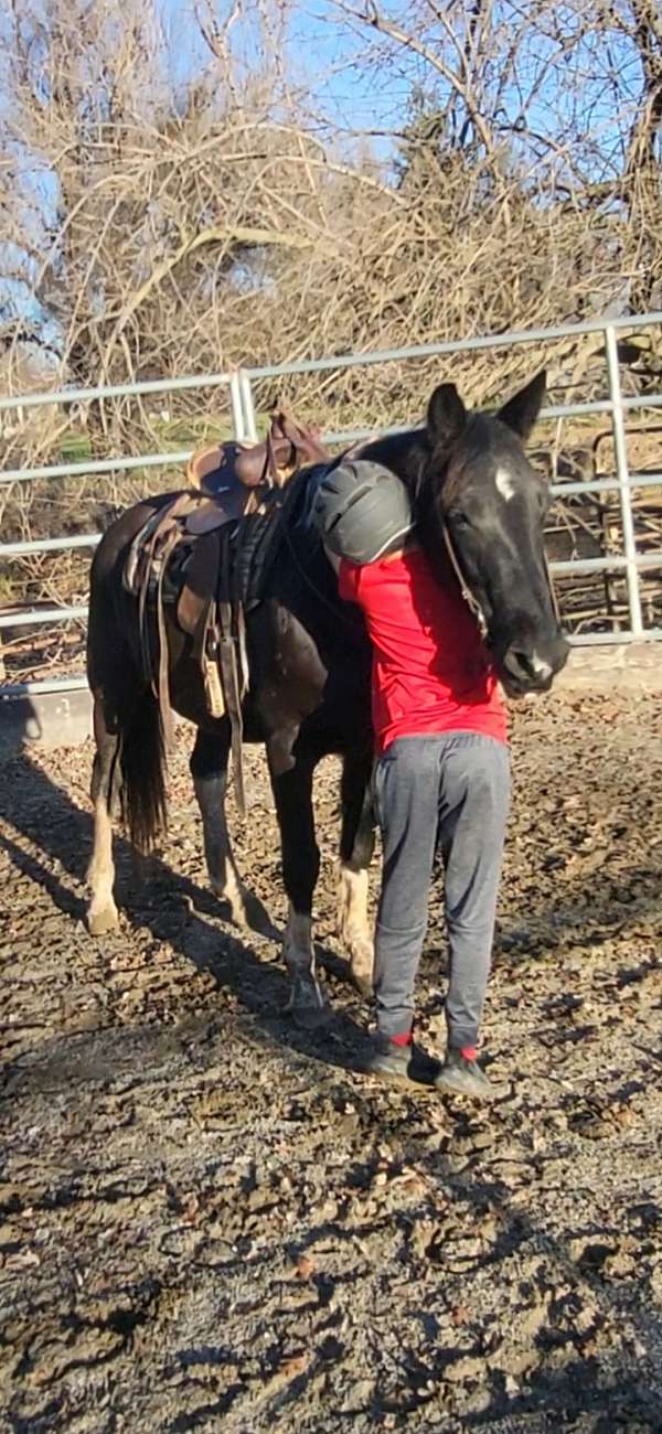 trail-riding-missouri-fox-trotter-horse