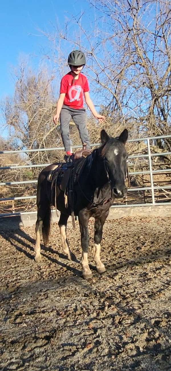 youth-missouri-fox-trotter-horse