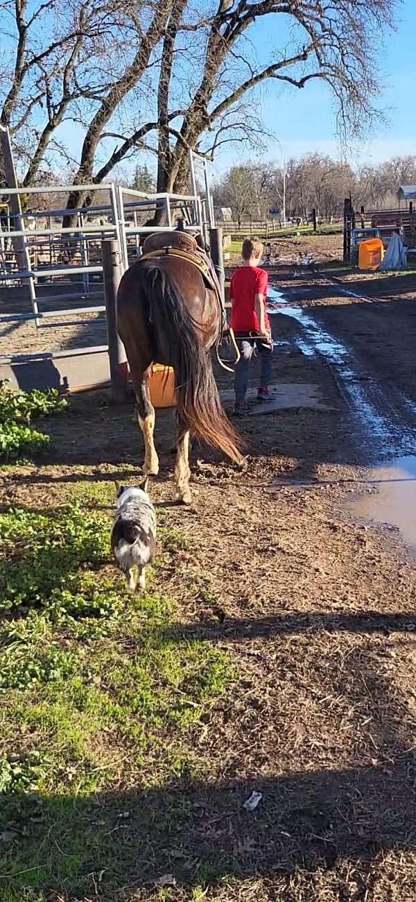 pinto-missouri-fox-trotter-mare