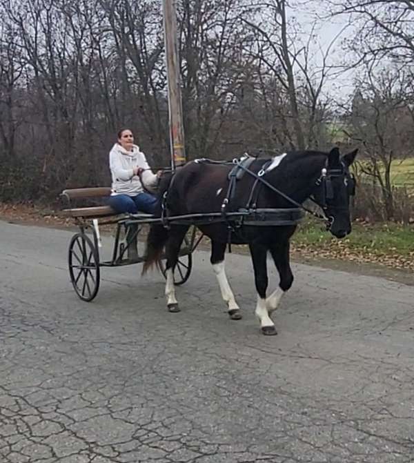 pinto-all-around-horse