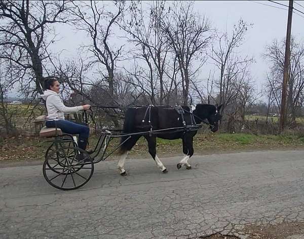 pinto-gaited-horse