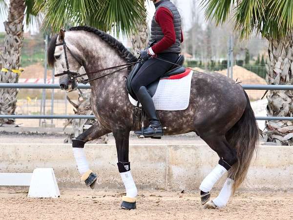 good-movements-lusitano-horse