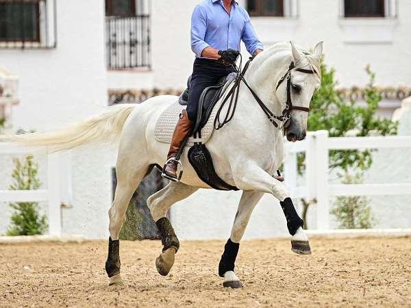 andalusian-horse