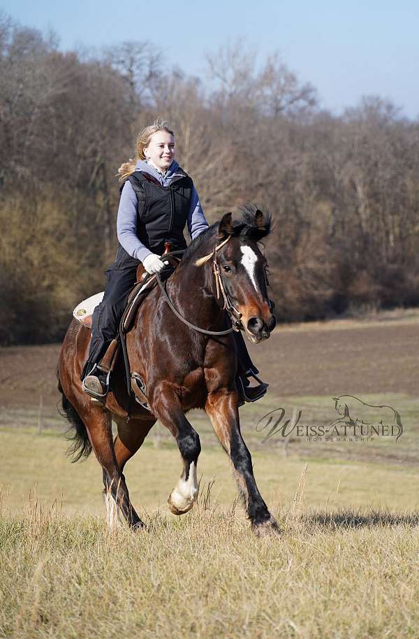 bay-ghra-gelding