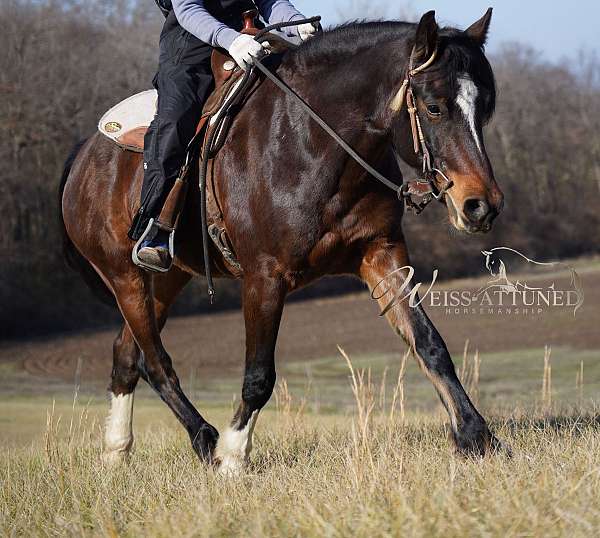 rare-find-gypsy-vanner-horse