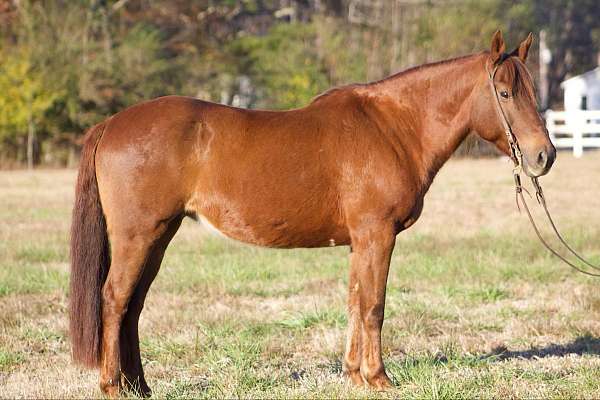 christmas-ponies-for-sale-mare