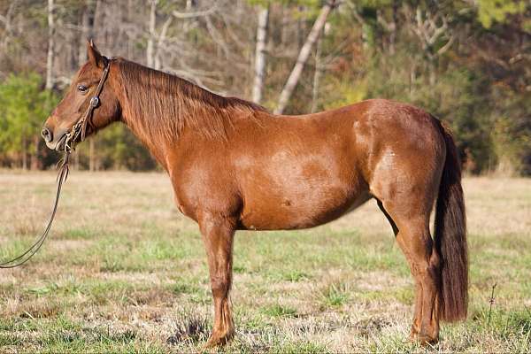 larger-ponies-for-sale-mare