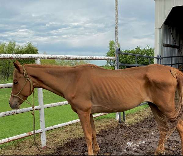 ranch-quarter-horse