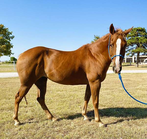 ridden-western-quarter-horse