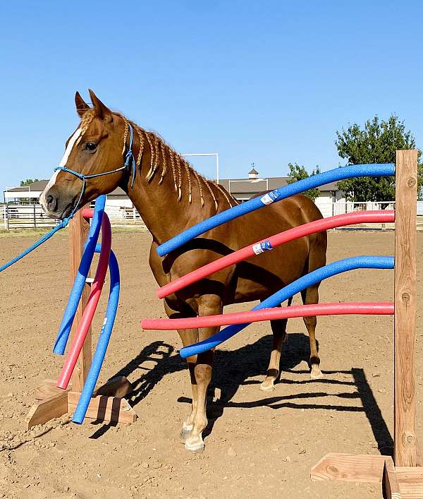 rodeo-quarter-horse