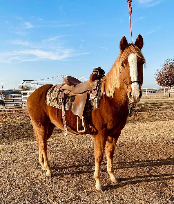 roping-quarter-horse