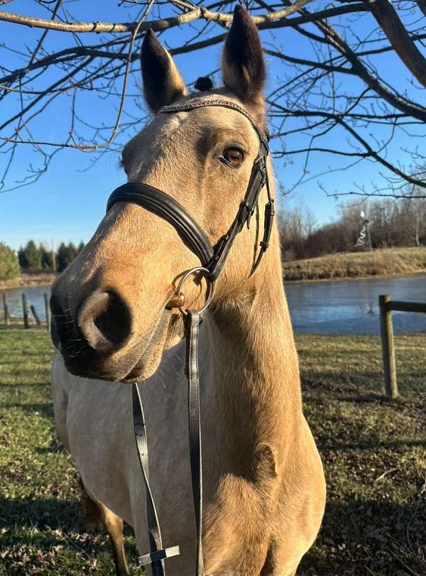 pony-dutch-warmblood